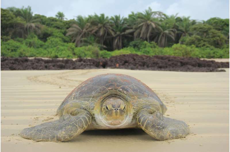 Warming warning over turtle feminization