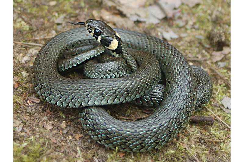 Warmth-loving grass snake survived the Ice Age in Central Europe
