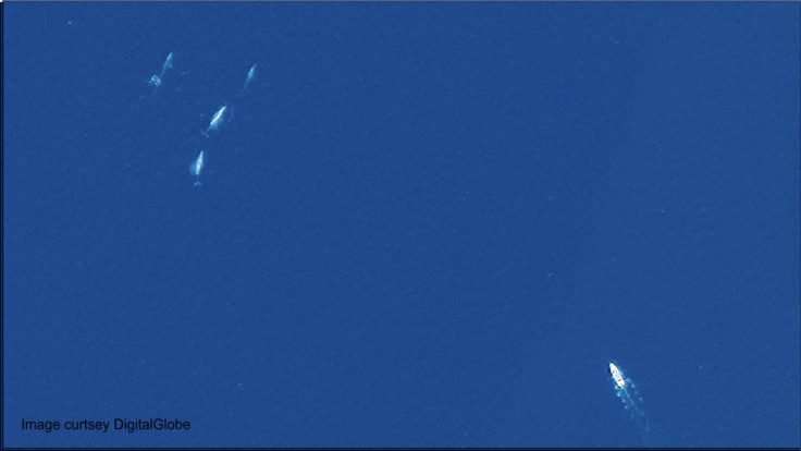 Watching whales from space
