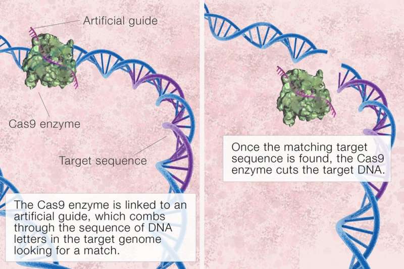 What is CRISPR gene editing, and how does it work?