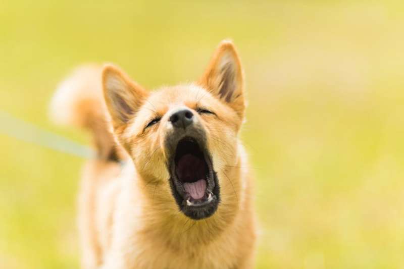 What is it about yawning?