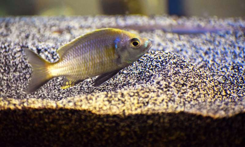 When boy fish build castles to impress girls, boy genes get 'turned on' and 'tuned in'
