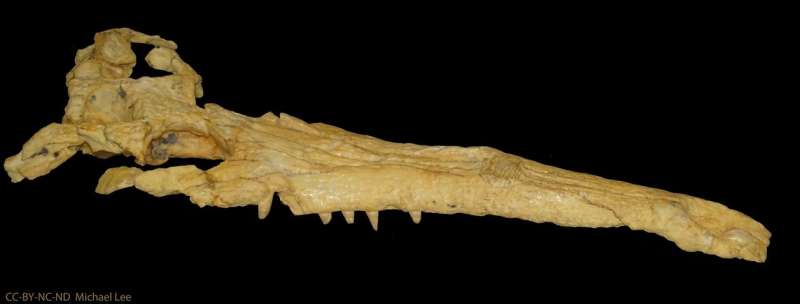 When is a croc not a croc? When it’s a thoracosaur
