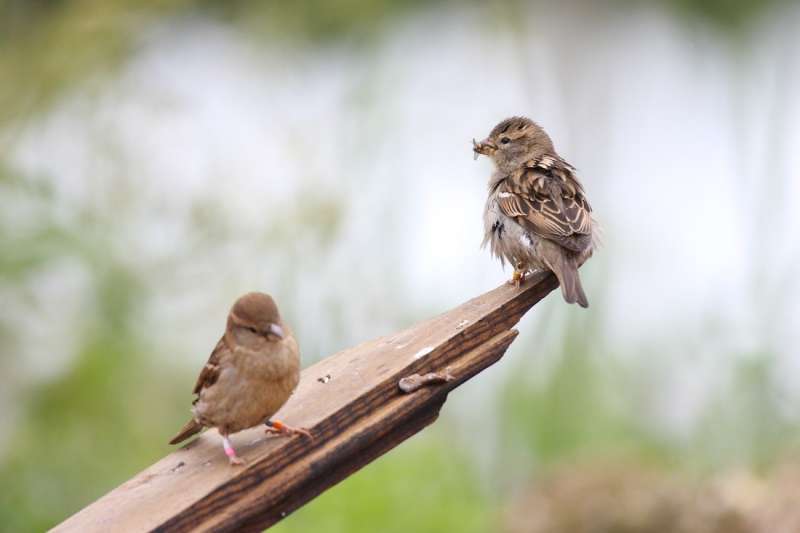 Why house sparrows lay both big and small eggs