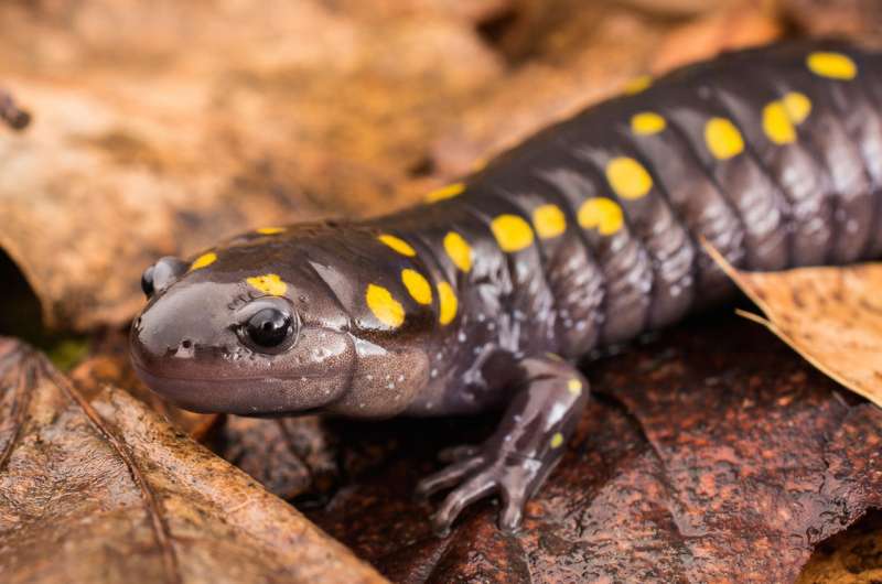 Widely used mosquito repellent proves lethal to larval salamanders