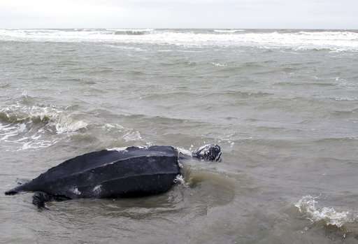 World's largest sea turtle could come off 'endangered' list