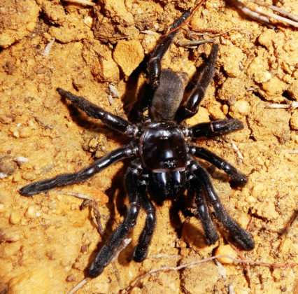 World’s oldest spider discovered in Australian outback