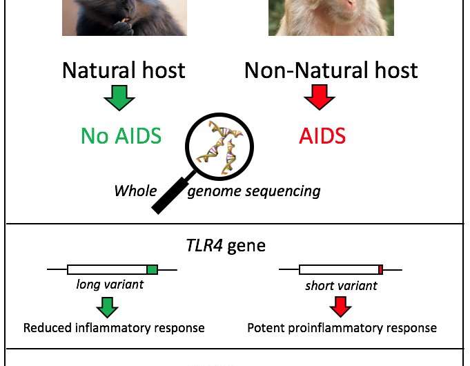 Yerkes researchers find clues to AIDS resistance in sooty mangabey genome
