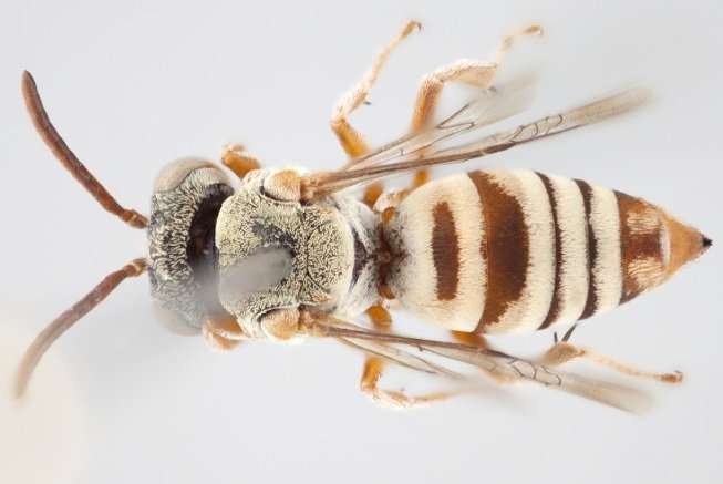 York U researcher identifies 15 new species of stealthy cuckoo bees