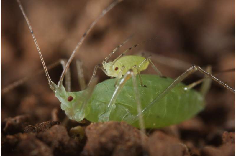 Young aphids piggyback on adult aphids to get to safety faster