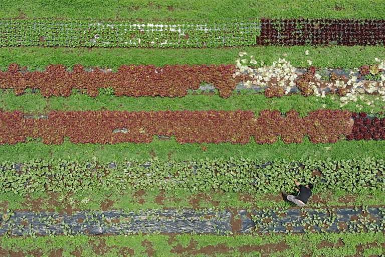 Yuya Shibakai doggedly trudges along a line of vegetables, pulling up weeds by hand