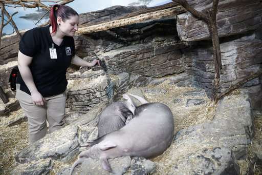 Zoo's aardvark contributes to national animal milk research