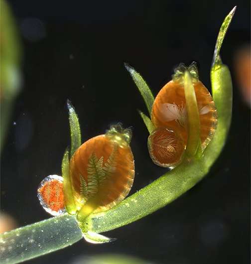 International collaboration finds land plant genes in ancient aquatic alga