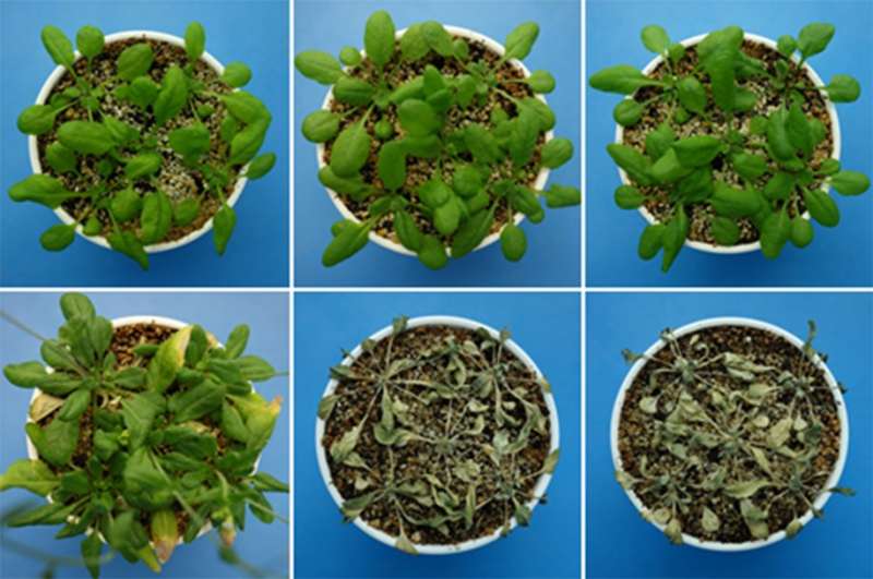 Newly discovered hormone helps keep plants from dehydrating
