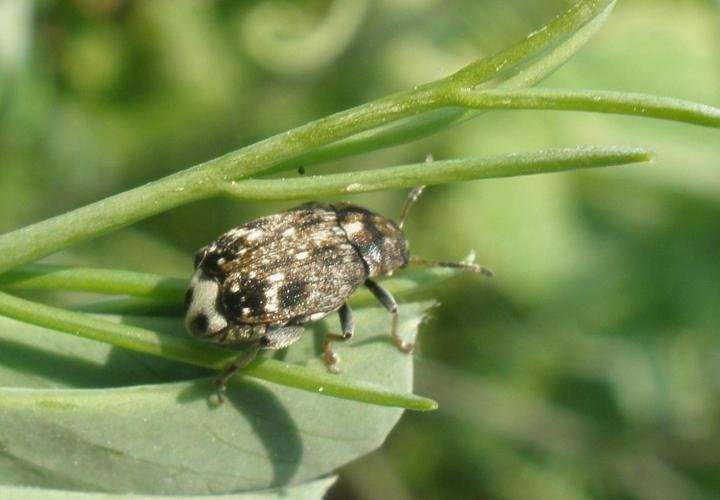 New research collection targets insect pests of pulse crops
