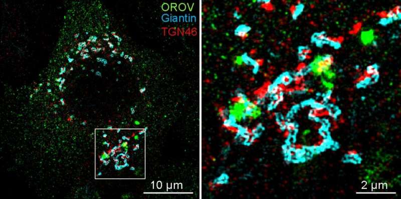 Study shows how Oropouche virus replicates in human cells