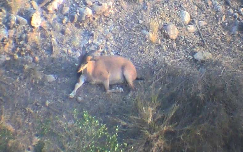 UMass Amherst ecologists, team report sighting rare wild goat species in Afghanistan