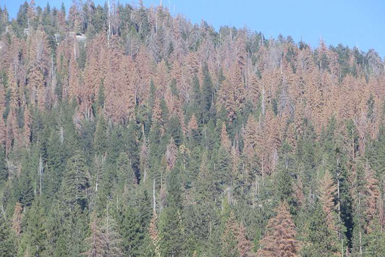 100 million dead trees in the Sierra are a massive risk for unpredictable wildfires