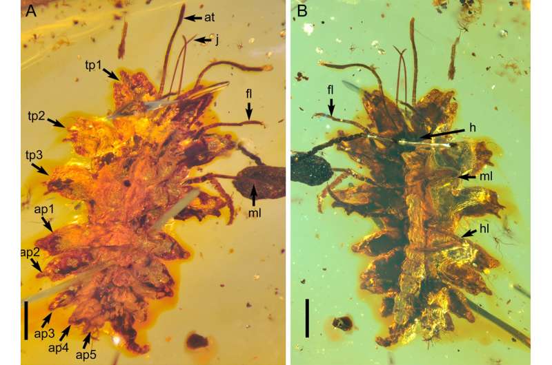 100-million-year-old liverwort mimicry in insects