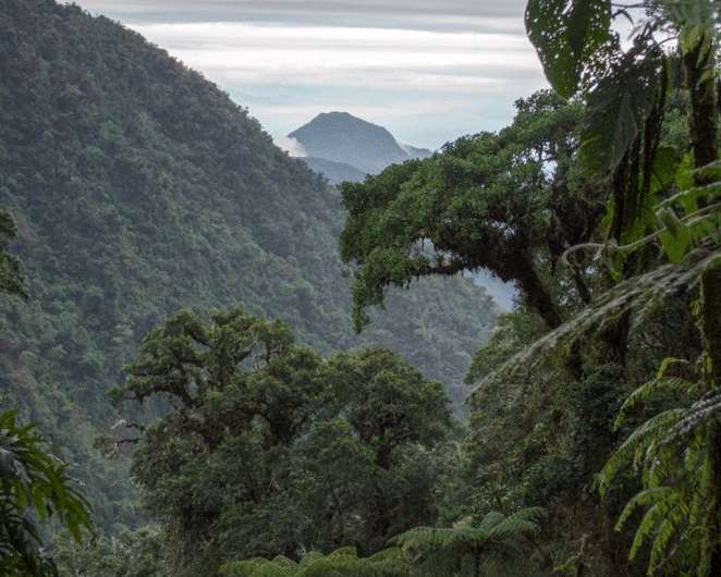 Climate change will likely cause darker tropical forests, researchers say