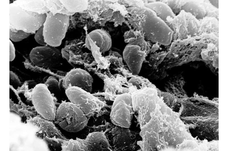 A new approach to old questions surrounding the Second Plague