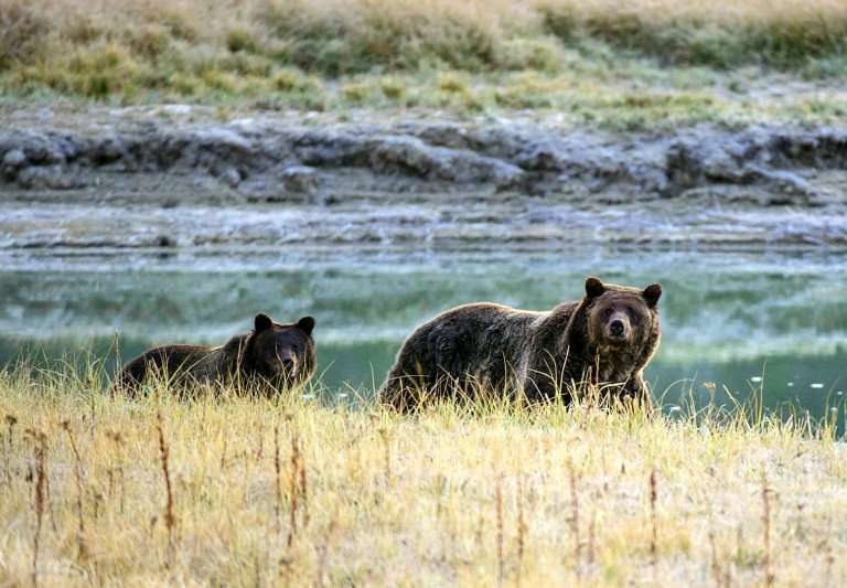 Conservationists have challenged the federal government's contention that the grizzly population around Yellowstone is stable