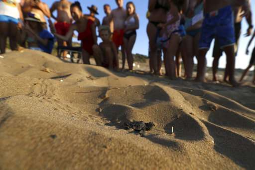 Endangered Green, Loggerhead turtles make comeback in Cyprus