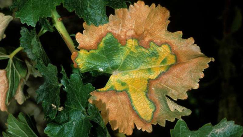 New insight into why Pierce's disease is so deadly to grapevines