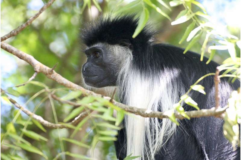 New research could reduce primate electrocutions and help conservation strategies