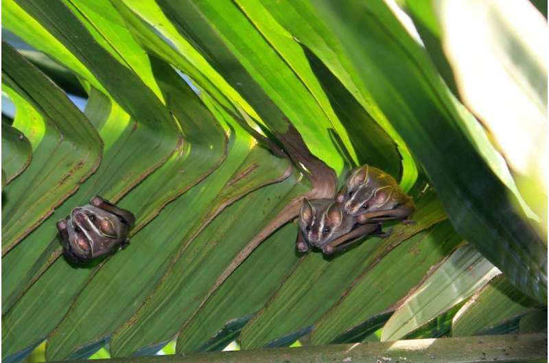 Researchers observe novel bat behavior in Panama