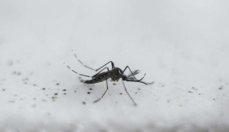 Scientists are studying whether mosquitos can pass microplastics up the foodchain into humans