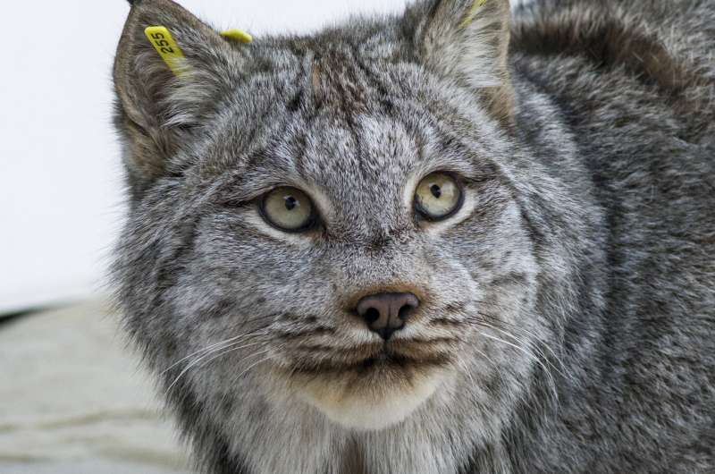 UMass Amherst leads team in first sequencing of Canada lynx genome