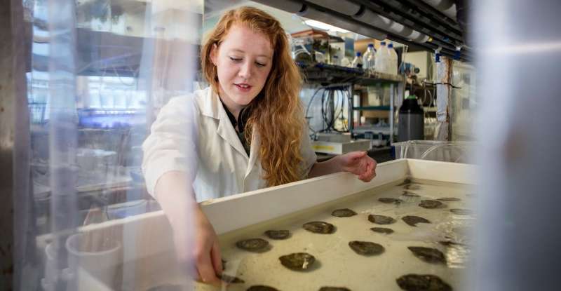 Climate change poses significant threat to nutritional benefits of oysters
