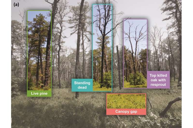 New technique reveals details of forest fire recovery