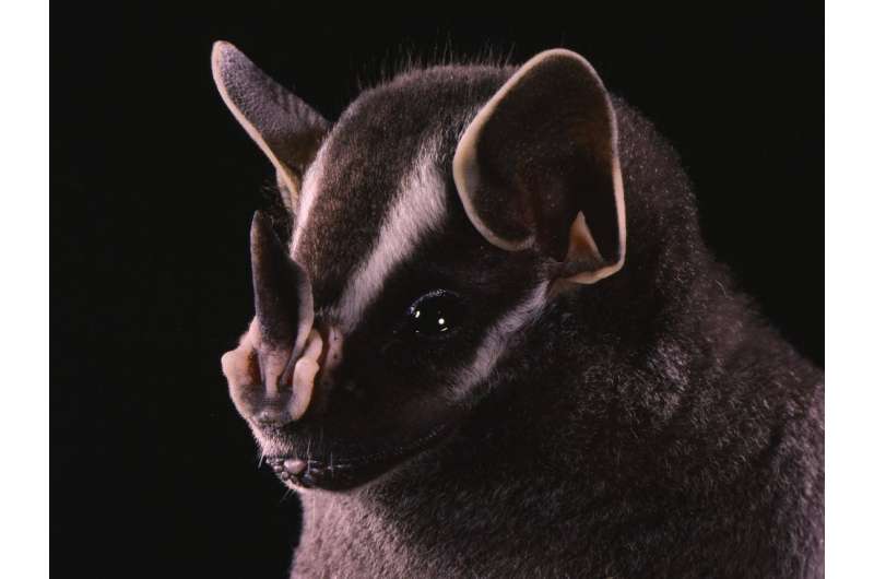 Researchers observe novel bat behavior in Panama