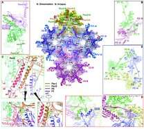 Scientists reveal cryo-electron microscopy structure of a herpesvirus capsid at 3.1 &amp;#197;