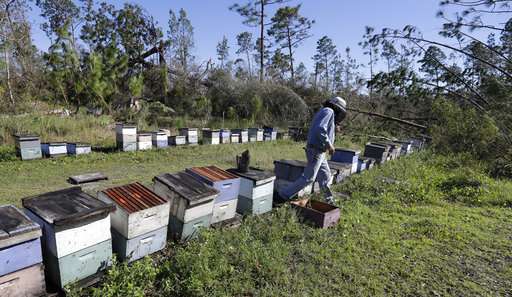 Hurricane Michael could sour Florida's tupelo honey harvest