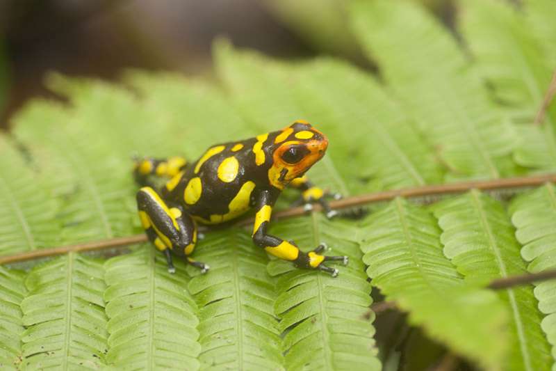 Researchers discover three new species of poisonous Colombian frogs