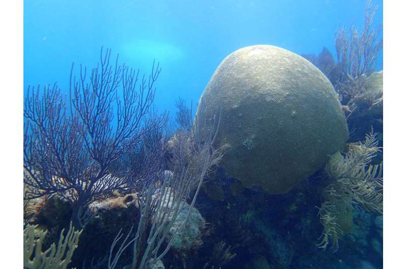 130-year-old brain coral reveals encouraging news for open ocean