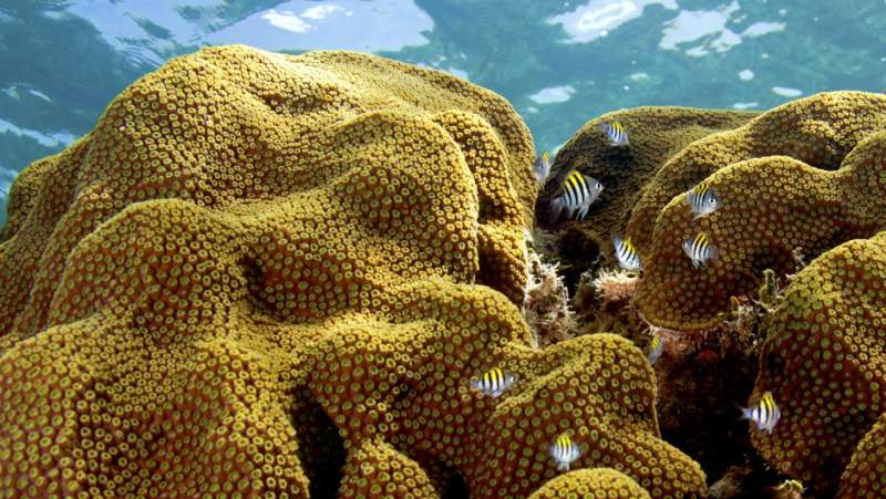 New study shows some corals might adapt to climate changes