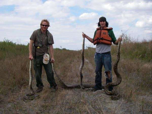 UTA researchers find genomic evidence of rapid adaptation of invasive Burmese pythons in Florida