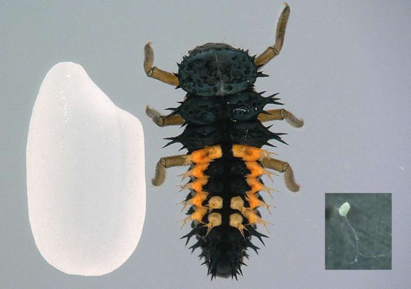 Researchers develop cryopreservation method of ladybird beetle ovaries