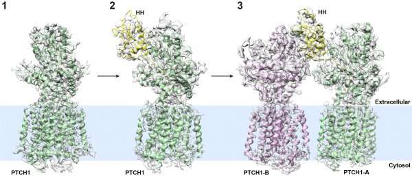Researchers determine atomic structure of molecular complex associated with birth defects