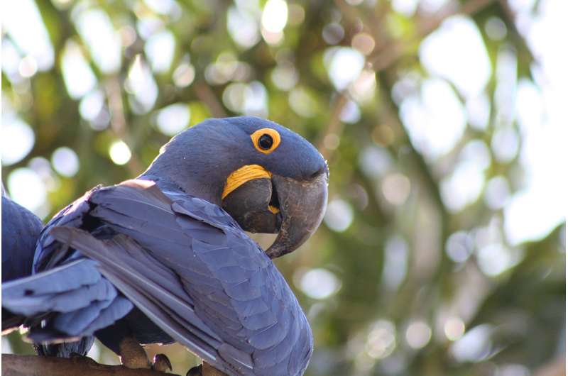 Neuroscientists uncover secret to intelligence in parrots