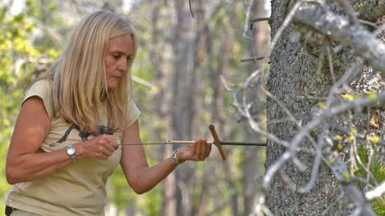 Researcher discovers genetic differences in trees untouched by mountain pine beetles