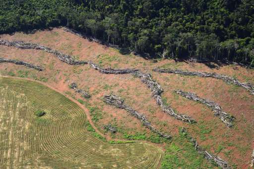 Scientists warn new Brazil president may smother rainforest