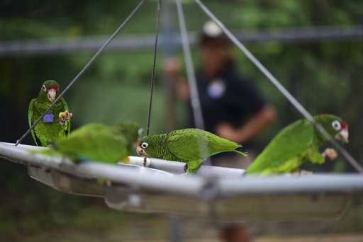 Scientists work to save wild Puerto Rican parrot after Maria