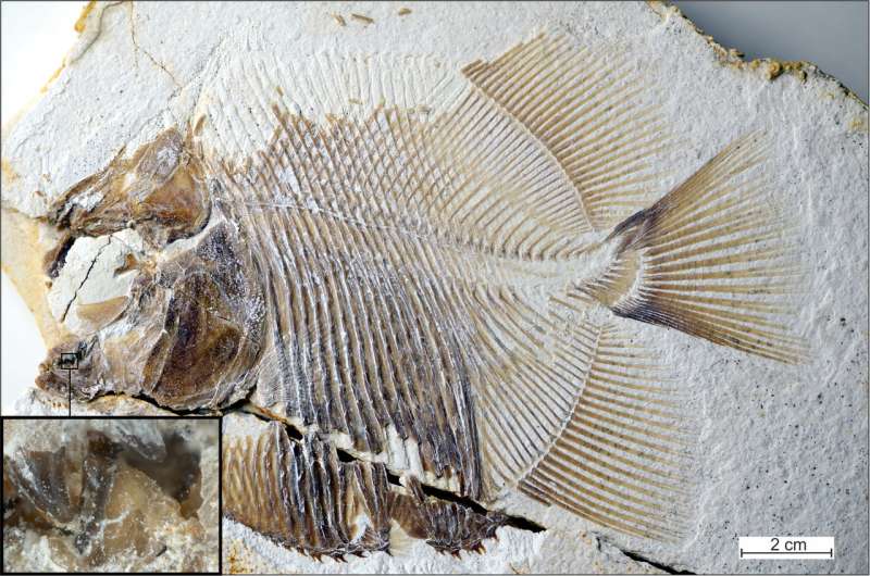 150-million-year old, piranha-like specimen is earliest known flesh-eating fish