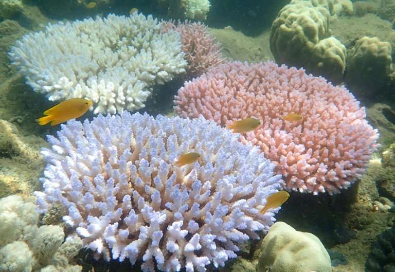 Scientists have said the reef suffered a 'catastrophic die-off' of coral during an extended heatwave in 2016
