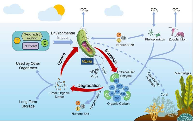 Scientists propose that vibrios have significant roles in marine organic carbon cycle